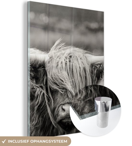 Artaza Glasschilderij - Schotse Hooglander Koe In De Wei - 90x120