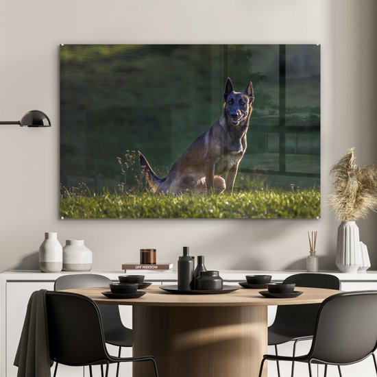 Un Malinois veille sur son pâturage Plexiglas 90x60 cm - Tirage photo sur Glas (décoration murale plexiglas)