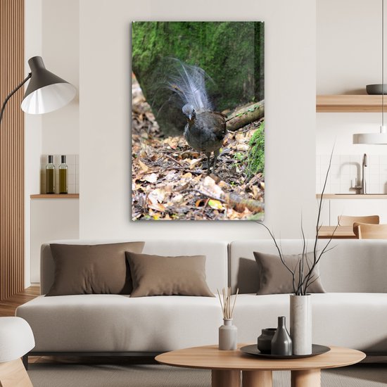 Oiseau lyre au fond d'une forêt Plexiglas 80x120 cm - Tirage photo sur Glas (Décoration murale plexiglas)