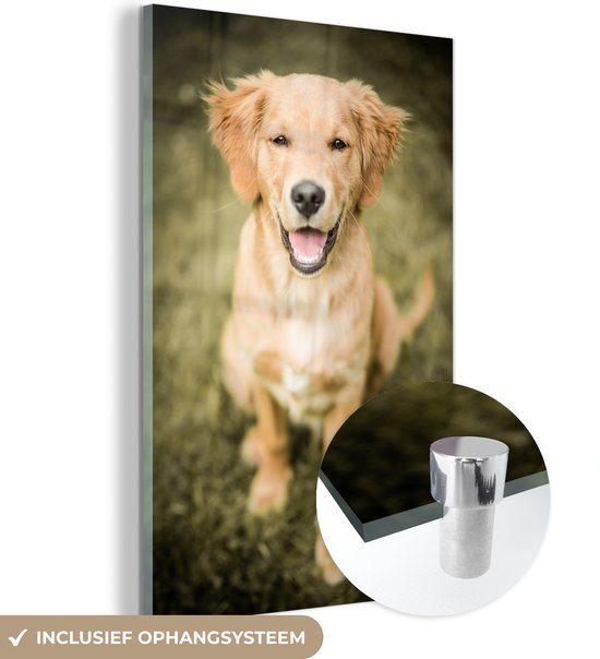 Un portrait d'un chiot Golden Retriever dans le jardin Plexiglas 60x90 cm - Tirage photo sur Glas (décoration murale en plexiglas)