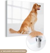Vue latérale d'un Golden Retriever Plexiglass assis 40x30 cm - petit - Tirage photo sur Glas (décoration murale en plexiglas)