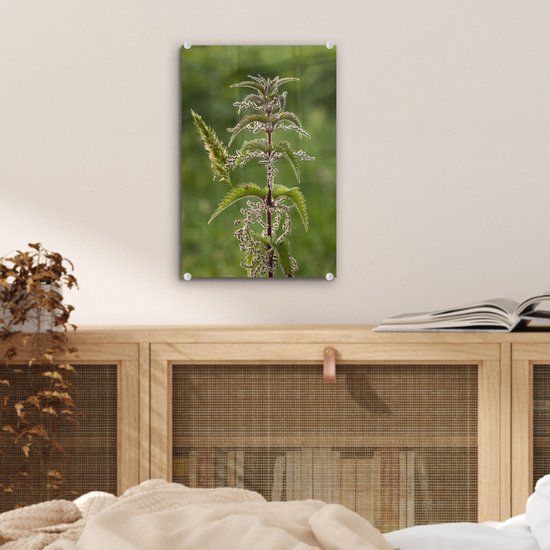 Une ortie en fleur Plexiglas 20x30 cm - petit - Tirage photo sur Glas (décoration murale en plexiglas)