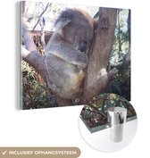 MuchoWow® Glasschilderij 40x30 cm - Schilderij acrylglas - Koala - Boom - Grijs - Foto op glas - Schilderijen
