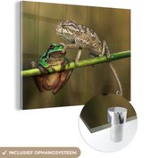 MuchoWow® Peinture sur Verre - Iguane et une Grenouille - 160x120 cm - Peintures sur Verre Acrylique - Photo sur Glas