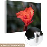 MuchoWow® Glasschilderij 90x60 cm - Schilderij acrylglas - Close-up bloem van een bloemriet - Foto op glas - Schilderijen