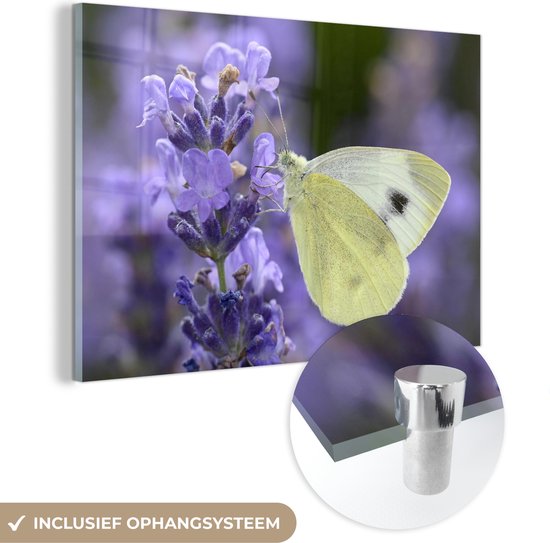 MuchoWow® Glasschilderij 60x40 cm - Schilderij acrylglas - Koolwitje vlinder drinkt nectar van lavendel - Foto op glas - Schilderijen