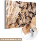 MuchoWow® Peinture sur verre 120x80 cm - Peinture sur verre acrylique - Fourmis - Tronc d'arbre - Bois - Photo sur verre - Peintures