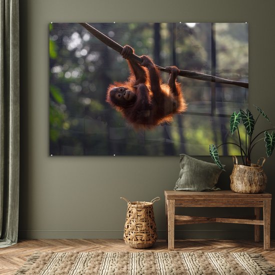 Tableau sur Verre - Jeune Orang-outan Suspendu à une Branche - 180x120 cm - Peintures sur Verre Peintures - Photo sur Glas