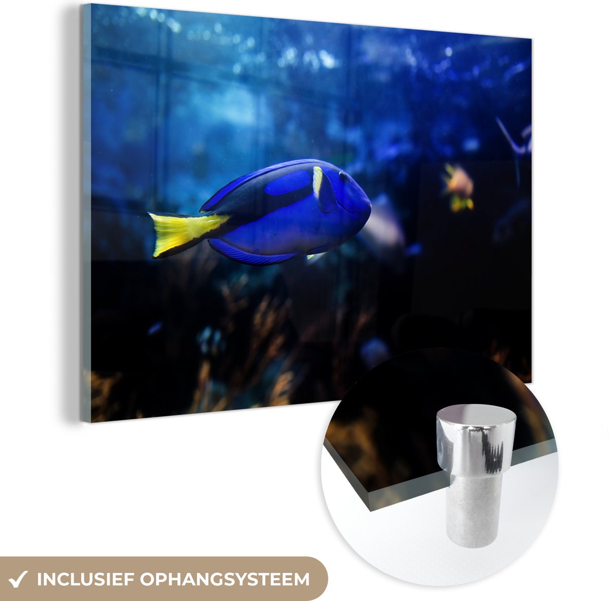 ® Glasschilderij 150x100 cm - Schilderij acrylglas - Blauwe vis in aquarium - Foto op glas - Muurdecoratie woonkamer - Wanddecoratie slaapkamer - Schilderijen