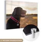 MuchoWow® Glasschilderij 120x80 cm - Schilderij acrylglas - Een Labrador Retriever met zonsondergang - Foto op glas - Schilderijen