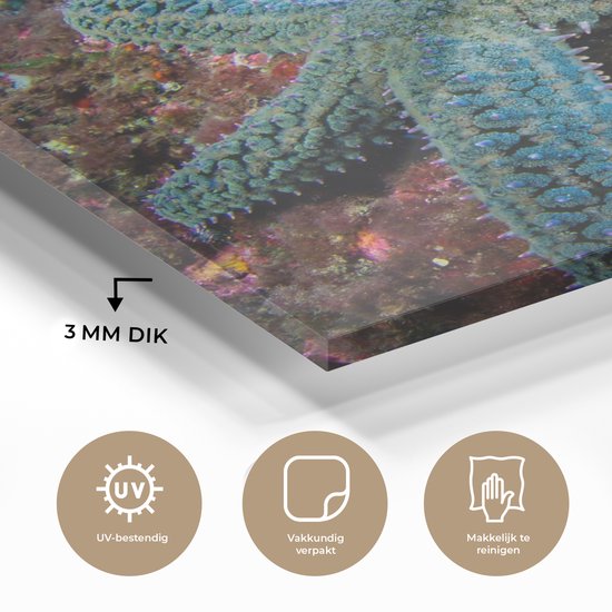 MuchoWow® Peinture sur verre 20x20 cm - Peinture sur verre acrylique - Étoile de mer - Corail - Animaux - Photo sur verre - Peintures