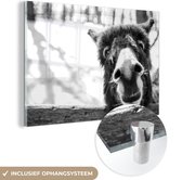 MuchoWow® Glasschilderij 90x60 cm - Schilderij acrylglas - Nieuwsgierige ezel - zwart wit - Foto op glas - Schilderijen