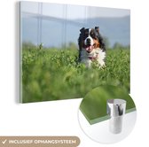 MuchoWow® Glasschilderij 120x80 cm - Schilderij acrylglas - Een Berner Sennenhond tussen het hoge gras - Foto op glas - Schilderijen
