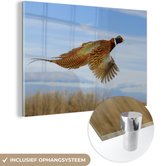 Faisan volant par temps clair Plexiglas 60x40 cm - Tirage photo sur Glas (décoration murale en plexiglas)