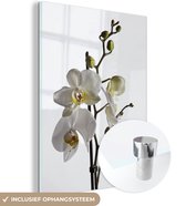 MuchoWow® Glasschilderij 30x40 cm - Schilderij acrylglas - Witte mot orchidee - Foto op glas - Schilderijen
