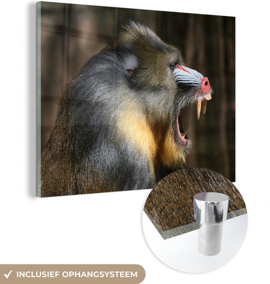 Glasschilderij - Noord-Afrikaanse baviaan met een open mond - Acrylaat Schilderijen - Foto op Glas