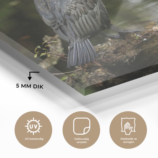 MuchoWow® Peinture sur Verre - Vogel - Branche - Water - Animaux - Cormoran - 160x120 cm - Peintures sur Verre Acrylique - Photo sur Glas