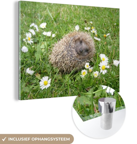 MuchoWow® Peinture sur verre - Hérisson endormi - 80x60 cm - Peintures sur verre acrylique - Photo sur Glas