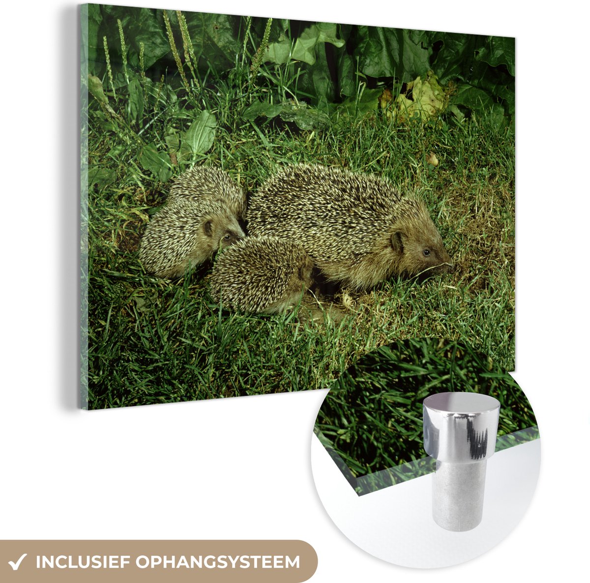 ® Glasschilderij 120x80 cm - Schilderij acrylglas - Egel met drie baby egels - Foto op glas - Muurdecoratie woonkamer - Wanddecoratie slaapkamer - Schilderijen