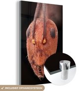 MuchoWow® Glasschilderij 80x120 cm - Schilderij acrylglas - Rood-hoofdige Afrikaanse mier - Foto op glas - Schilderijen