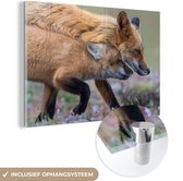 MuchoWow® Glasschilderij 120x80 cm - Schilderij acrylglas - Rode vos met jong - Foto op glas - Schilderijen