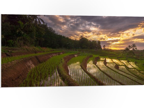 PVC Schuimplaat- Rijstvelden Vol Regenwater in Indonesië - 100x50 cm Foto op PVC Schuimplaat