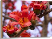 Hout - Rode Bloeiende Bloemen aan Indische kapokboom - 80x60 cm - 9 mm dik - Foto op Hout (Met Ophangsysteem)