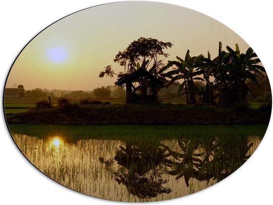 Dibond Ovaal - Reflectie van Zonnestralen in het Water vol Waterplanten - 56x42 cm Foto op Ovaal (Met Ophangsysteem)