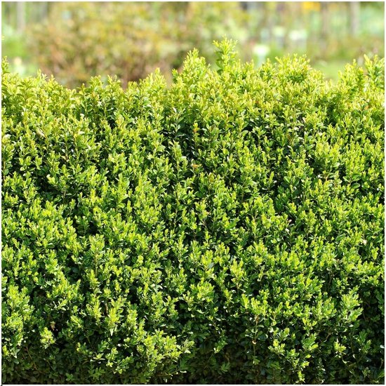 Een weelderige, groene buxushaag met veel kleine blaadjes, deels in de zon.