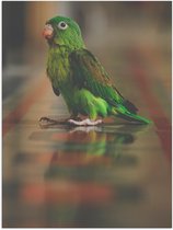 Poster Glanzend – Tovi Parkiet Lopend over Stenen Vloer - 30x40 cm Foto op Posterpapier met Glanzende Afwerking