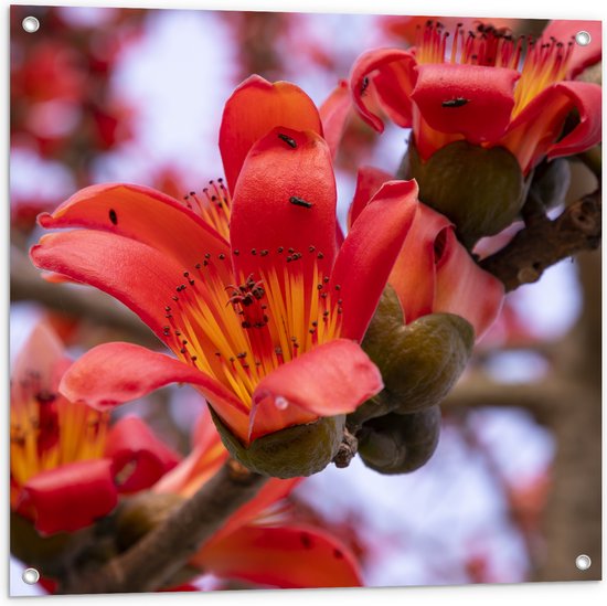 Tuinposter – Rode Bloeiende Bloemen aan Indische kapokboom - 80x80 cm Foto op Tuinposter (wanddecoratie voor buiten en binnen)