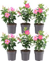 Plants by Frank - Set van 6 Mandevilla Roze Planten - 6 x Dipladenia Roze in 12 cm Pot - Mediterrane Planten - Vers uit de Kwekerij geleverd - Klimplanten