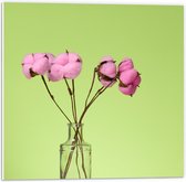 PVC Schuimplaat- Roze Katoenbollen aan Takken in Vaas tegen Groene Achtergrond - 50x50 cm Foto op PVC Schuimplaat