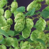 Humulus Lupulus Hop Nordbrau - Hop klimmer groen - Set van 2 - ↑ 65-75cm - Ø 14cm