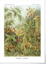 Art print ‘Ernst Haeckels Kunstvormen der natuur - Haarmossen’ 50x70 cm.