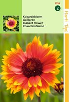 2 stuks Hortitops Gaillardia Aristata Kokardebloem