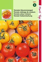 2 stuks Hortitops Tomaten Drie Kleuren Mengsel