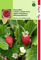 2 stuks Hortitops Aardbeien Baron Van Solemacher Rugen