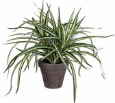 Mica Decorations Dracaena Kunstplant in Bloempot Stan - H34 x Ø40 cm - Wit