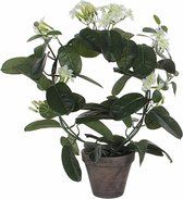 Mica Decorations Stephanotis Kunstplant in Bloempot Stan - H50 x Ø40 cm - Wit