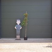 Bomenbezorgd.nl - Bloesemboom - Perzische slaapboom - 140 -160 cm - hoogstam - Albizia julibrissin