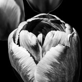 Peinture - Tulipe noir et blanc, impression premium