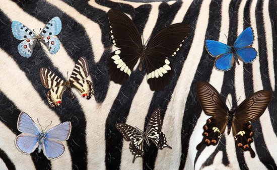 Décoration murale de Luxe - Photo - Plexiglas & Dibond - Système de suspension en aluminium - Rayures Butterfly Blue