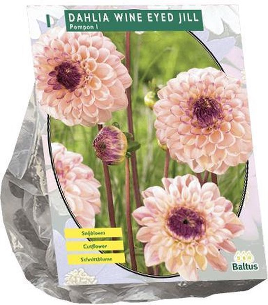 3 stuks Zomer Bloembollen Dahlia Pompon Wine Eyed Jill per 1
