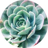 Muurcirkels FBRK. Echeveria Reboard 148 cm - Foto behang - wanddecoratie