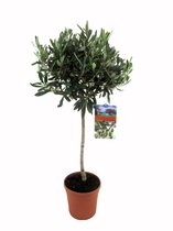Olijfboom op stam - Olea Europaea  per 2 stuks met Pokon - Buitenplant in kwekerspot ⌀19 cm - Hoogte ↕80-100 cm