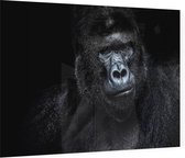 Silverback gorilla op zwarte achtergrond - Foto op Plexiglas - 90 x 60 cm