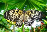 Beau papillon vert - 40x30cm - carré - peinture diamant HQ - couverture complète - peinture diamant - pour adultes - botanique - animal