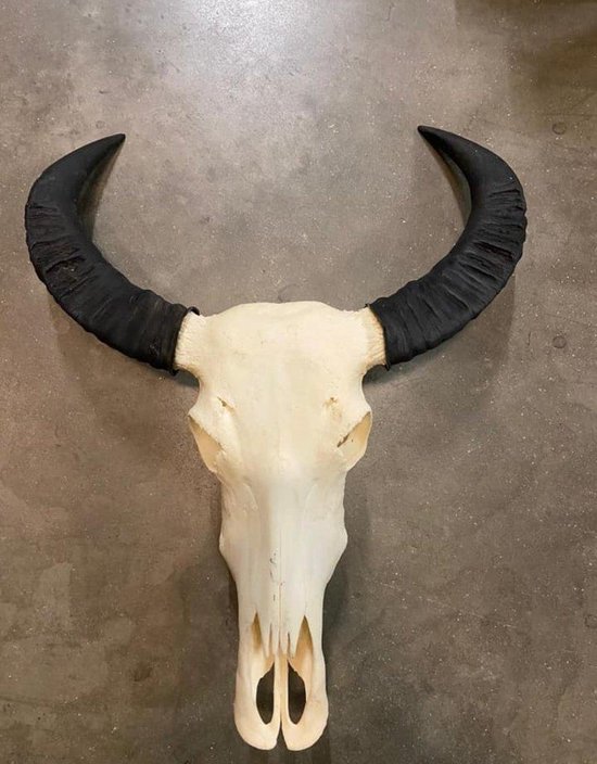 Skull Buffelschedel - Skull - Skull Voor Aan De Muur - Buffelschedel - Wanddecoratie - Dierenschedel - Dierenhoofd - Cadeau - Decoratie - Echt - 65 Cm Breed