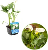 Zantedeschia Aethiopica - Moerasaronskelk wit - ↑ 20-30cm - Ø 18cm